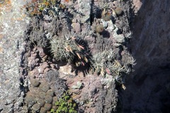 Tillandsia erubescens