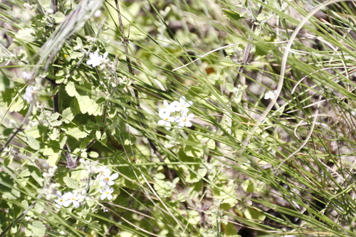 Curry Jaybee (Jamesbrittenia kraussiana)