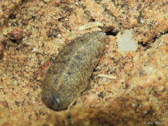 Scutigerellidae