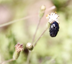 Senecio subrubriflorus