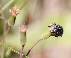 Senecio subrubriflorus