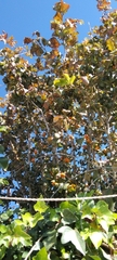 Crataegus mexicana