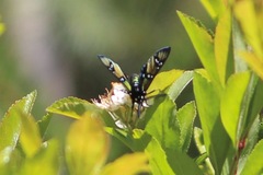 Chrysocale principalis