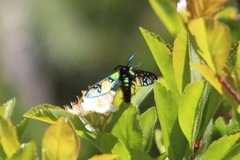 Chrysocale principalis