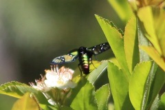 Chrysocale principalis