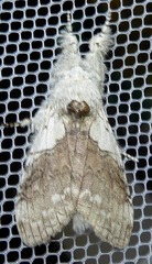 Calliteara horsfieldii