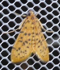 Conogethes punctiferalis