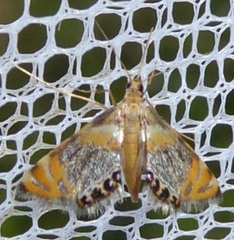 Nymphicula blandialis
