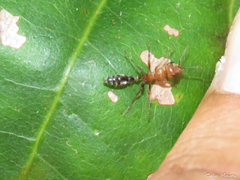 Pseudomyrmex gracilis