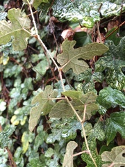 Vitis ficifolia