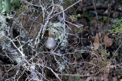 Catharus occidentalis