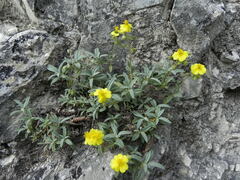Helianthemum