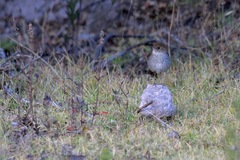 Catharus occidentalis