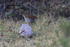 Catharus occidentalis