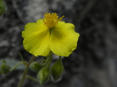 Helianthemum