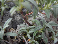 Helianthemum