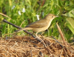 Iduna caligata