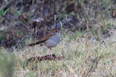 Catharus occidentalis