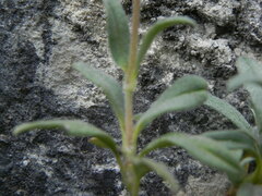 Helianthemum