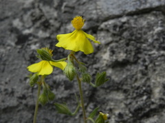 Helianthemum