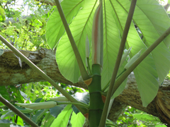 Cecropia palmata