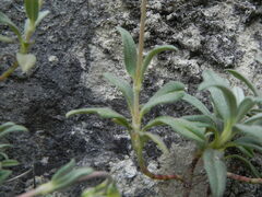 Helianthemum