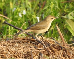 Iduna caligata