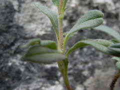 Helianthemum