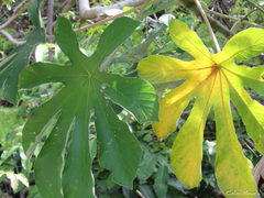 Cecropia palmata
