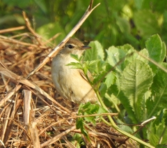 Iduna caligata