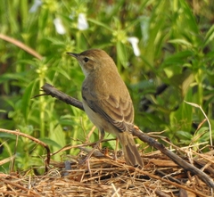 Iduna caligata