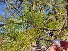 Pinus teocote
