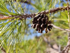 Pinus teocote