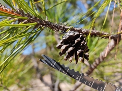 Pinus teocote