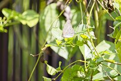 Junonia atlites atlites