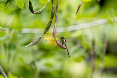 Pornothemis starrei