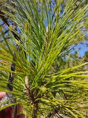 Pinus teocote