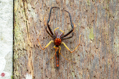 Viciria pavesii