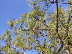 Pinus teocote
