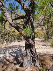 Pinus teocote