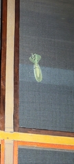 Choeradodis rhombicollis