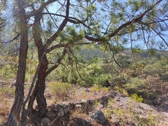 Pinus teocote