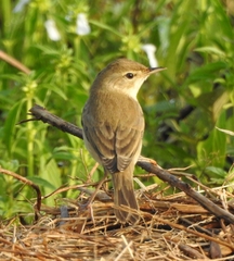 Iduna caligata