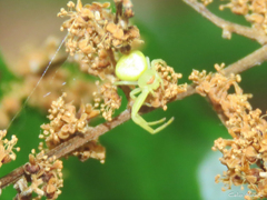 Misumenops callinurus