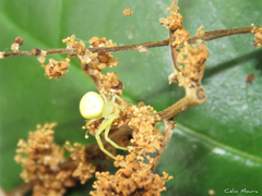 Misumenops callinurus