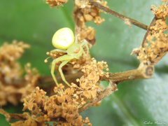 Misumenops callinurus