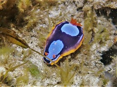 Chromodoris westraliensis