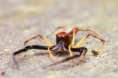 Viciria pavesii