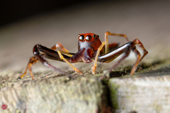 Viciria pavesii