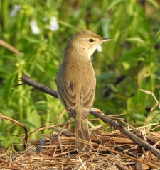 Iduna caligata
